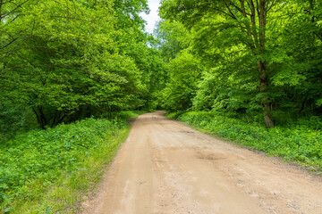 Obraz premium nature park , spring mood and a walk through the forest on a sunny day