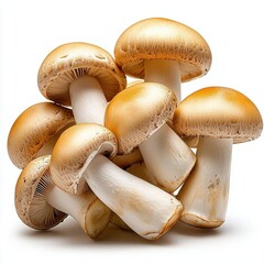 A photostock images of fresh mushrooms with a clean white background