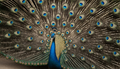 Obraz premium a detailed image of a peacock's feathers spread in full display