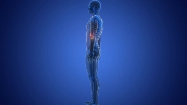 Human Internal Organs Pancreas with Gallbladder Anatomy Animation Concept