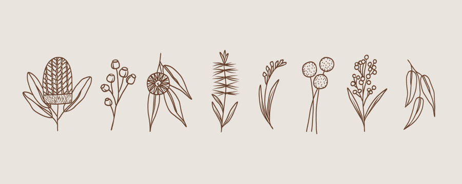 Line art doodle Australian native flowers and plants