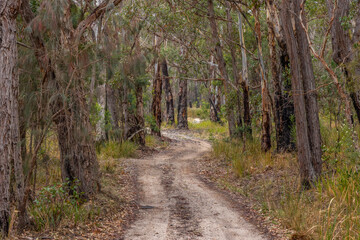 A 4WD dirt track is framed by tree trunks as it winds mysteriously through the eucalypt gum trees and other vegetation of Girraween National Park in the granite belt in Queensland, Australia.