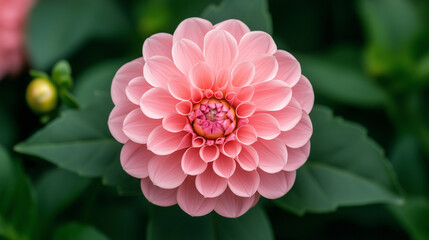 Close-Up of Beautiful Soft Pink Flower Amidst Green Foliage
