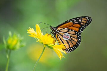 A tagged migrating Monarch butterfly (Danaus plexippus) feeding on Golden Crownbeard flowers in the autumn in Texas.