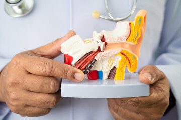 Asian doctor holding human ear model to learn and treat hearing loss in patient.