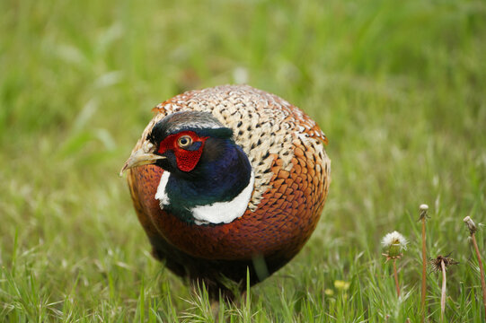 Common Pheasant (Ring-neck Pheasant)
