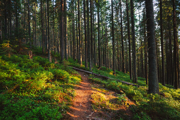 The hiking trail leads through a dark coniferous forest in the summer evening. Location place Carpathian mountains, Ukraine, Europe. Photo wallpapers. Discovery the beauty of earth.