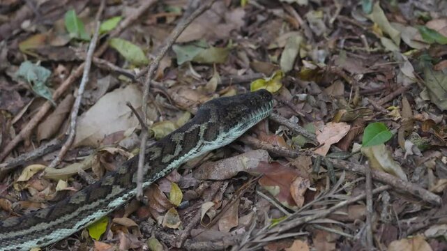 Python Moving Through Forest Floor