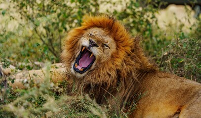 lion in the grass