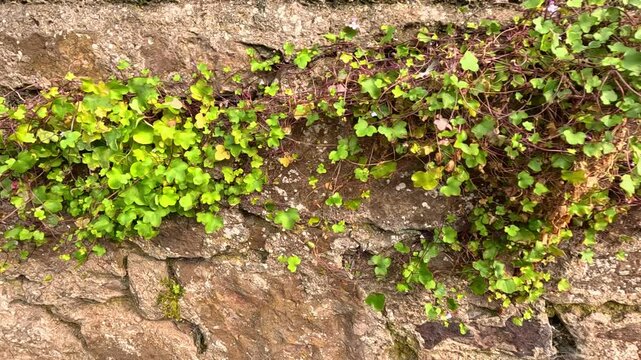 Wall Plants in Crail, Fife