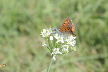 花にとまるベニシジミ（Lycaena phlaeas）