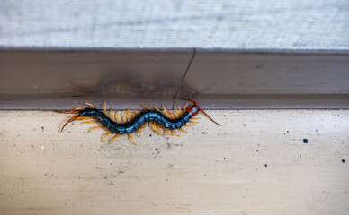 壁際を這い回るムカデ