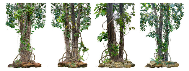 Big set of the trunk of the tree is vine-like and twisted. At the roots, there are several...