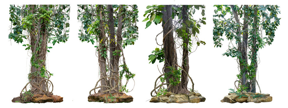 Big set of the trunk of the tree is vine-like and twisted. At the roots, there are several beautifully decorated stones separated on a white background. A path is also included.