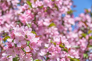 Cluster of beautiful pink blossoms in full bloom, from cherry or apple tree. Scene of springtime.