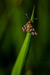 Amata huebneri on a blade of grass. Blurred background.