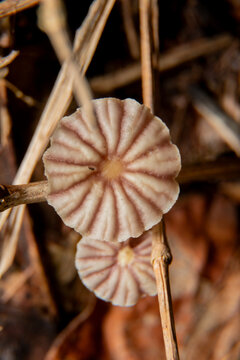 Top view of brown mushrooms  Marasmius siccus