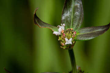 close up of a flower with leaves