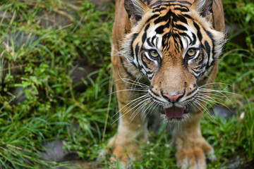 Endemic Tiger of Sumatra Island of Indonesia.