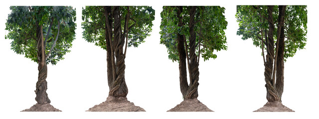 Fototapeta premium Big set the trunk of the tree has vines growing up. The twisted vines are separated on a white background. A clipping path is included.