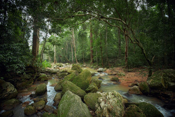 Tranquil stream flows through a dense, lush green forest, its path marked by large moss-covered rocks. Sunlight filters through the canopy, creating a dappled effect on the water