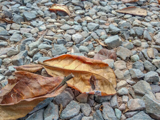 dried malabar almond (Terminalia catappa) leaves on gravel