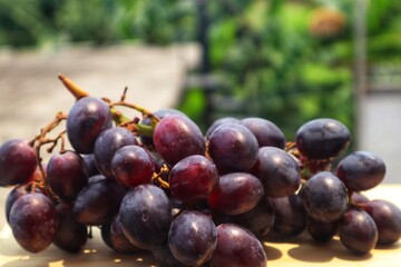 Apart from being consumed, Black Corinth grapes (Vitis vinifera) are usually made from Zante raisins. With blurred background.