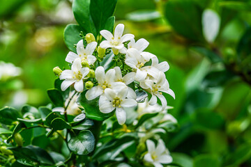 white flowers on a tree