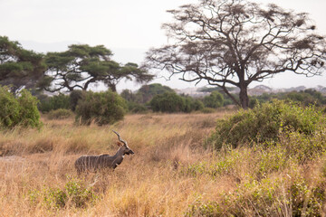 An antelope runs in Amboseli National Park.