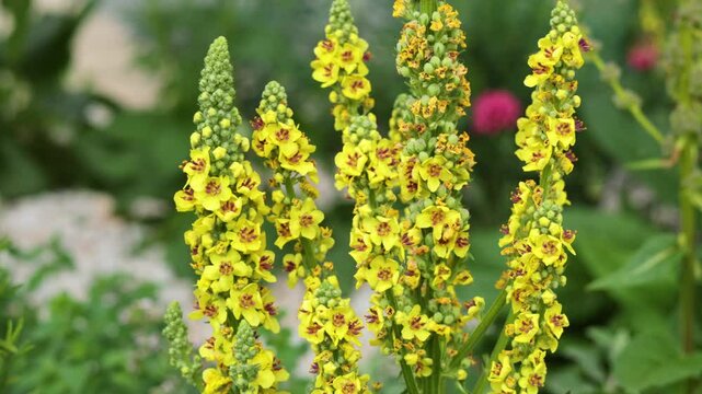 Mullein Flowers in London Garden