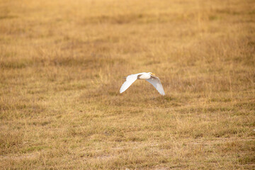 a Cattle Egret flying in Amboseli National Park