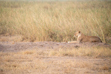 lioness in Amboseli National Park
