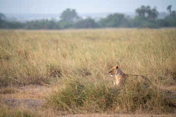 lioness in Amboseli National Park