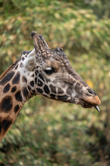 close up of a giraffe