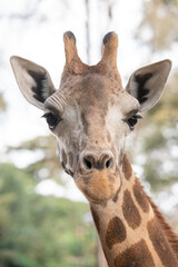 portrait of a giraffe