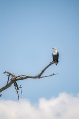 A fish eagle on a tree