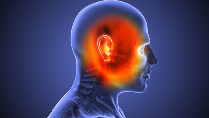 The medical structure and anatomy of facial pain