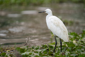 a Egretta garzetta on Lake Naivasha