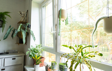 Potted house plants on the window sill there are windows in the attic in the interior of the living room of the house © Ольга Симонова
