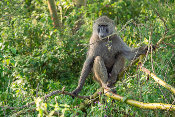 baboon sitting on a tree，Nakuru National Park.