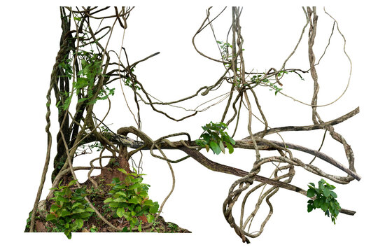The trunk of the tree was covered with twisted vines on a large termite nest on a white background there are copy areas and intersecting paths.