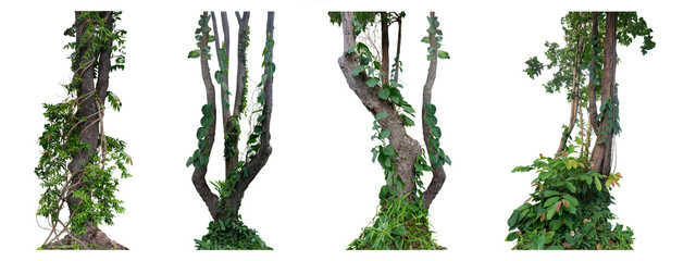 Big set the trunk of the tree has vines growing up. The twisted vines are separated on a white...