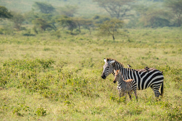 Naklejka premium Mother zebra and her cubs roam Nakuru National Park.
