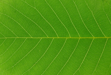 close up on green leaf texture background