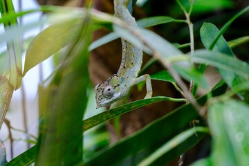 Chameleon