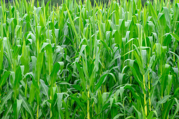 Obraz premium close up on corn field in the farm