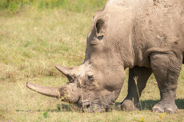 Obraz premium rhino in Nakuru National Park