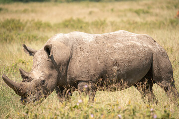 Obraz premium white rhino in Nakuru National Park