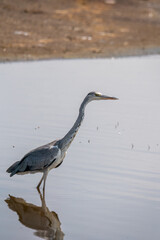 a Ardea cinerea  on the Nakuru lake