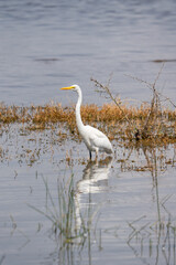 a Ardea alba on the Nakuru lake